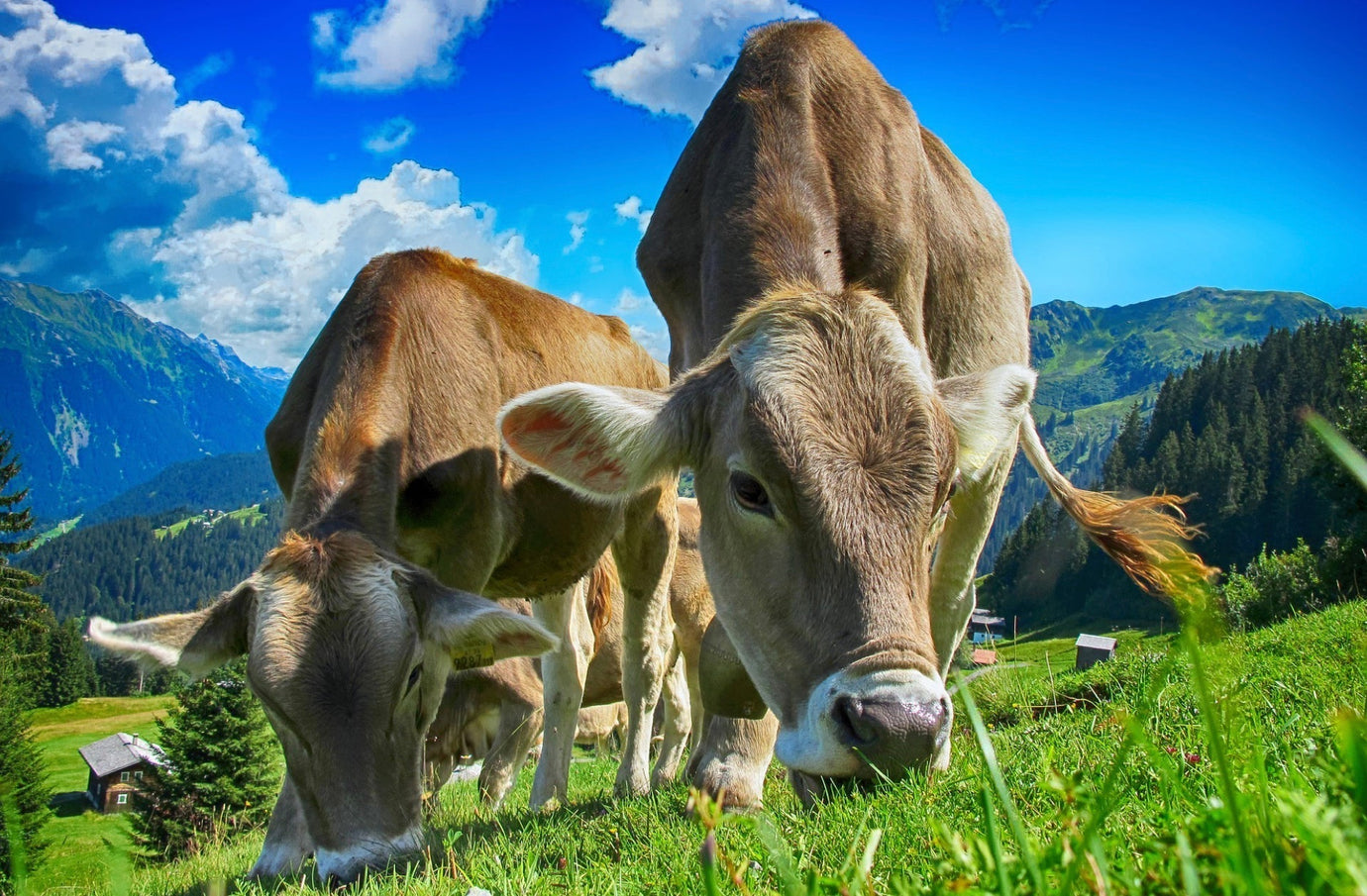 Il welfare degli animali: un fattore fondamentale per la qualità finale della carne